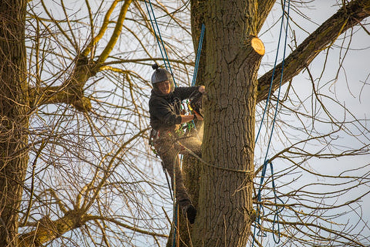 certicazione_arbortec_2.jpg
